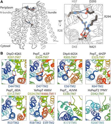 Cryo-EM Structure of an Atypical Proton-Coupled Peptide Transporter: Di- and Tripeptide Permease C